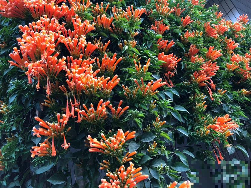 房顶上养了一株花，邻居叫我赶紧砍掉，真是为难！