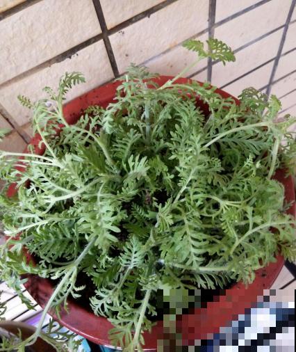 茼蒿菜这样养，一年四季不愁吃，特省钱！