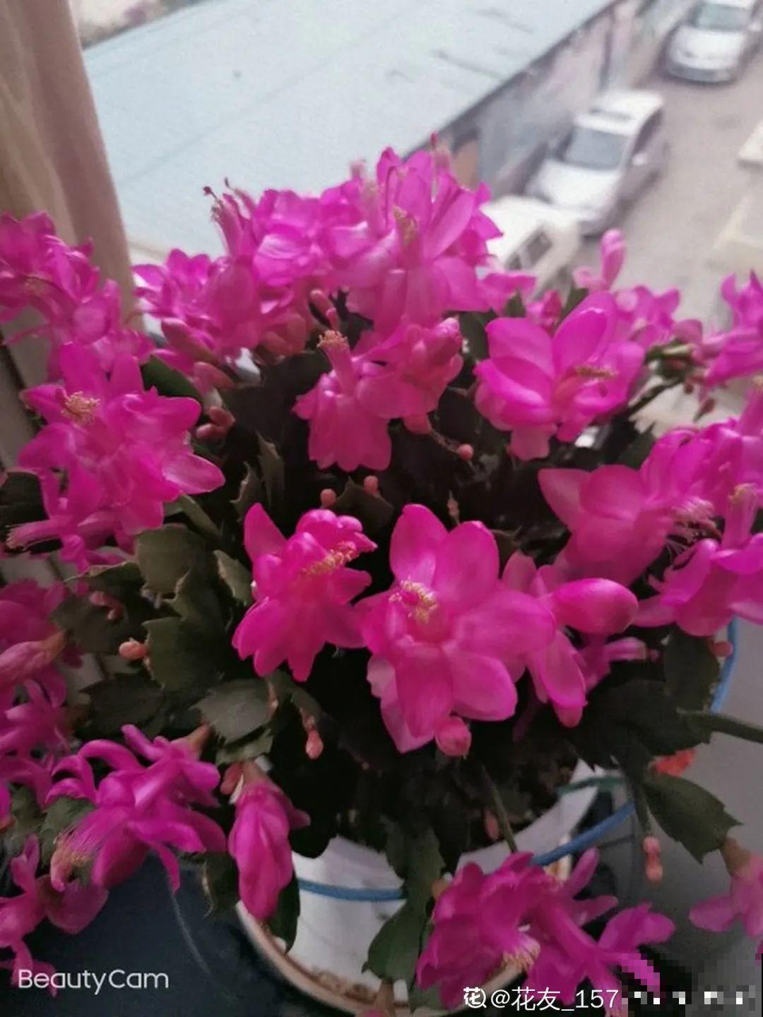 10月养花掐一掐,掐完就来花,盆都塞不下! 10月养花掐一掐,掐完就来花,盆都塞不下!