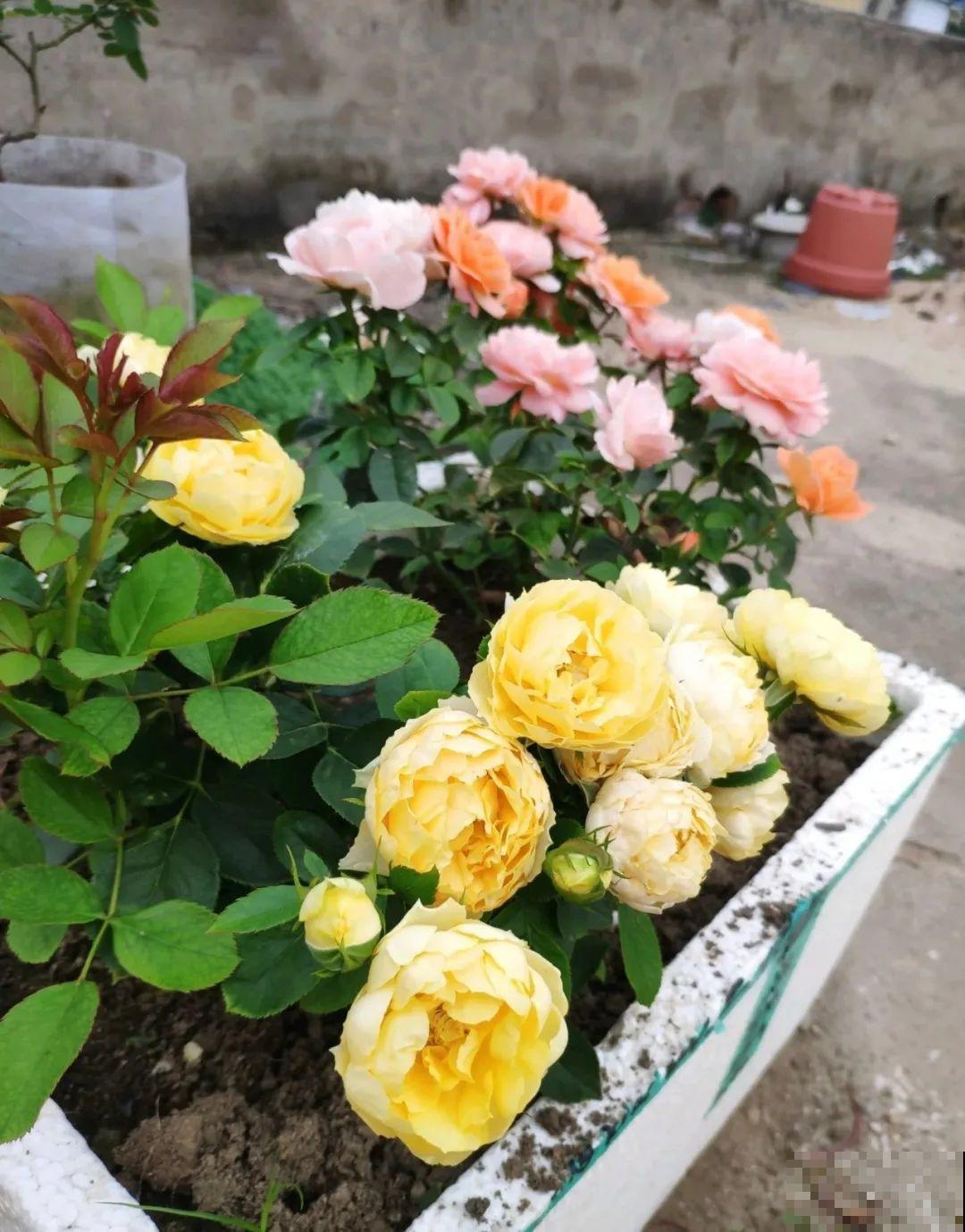 路过垃圾桶，捡走两个泡沫箱，回家扦插出了一大片花