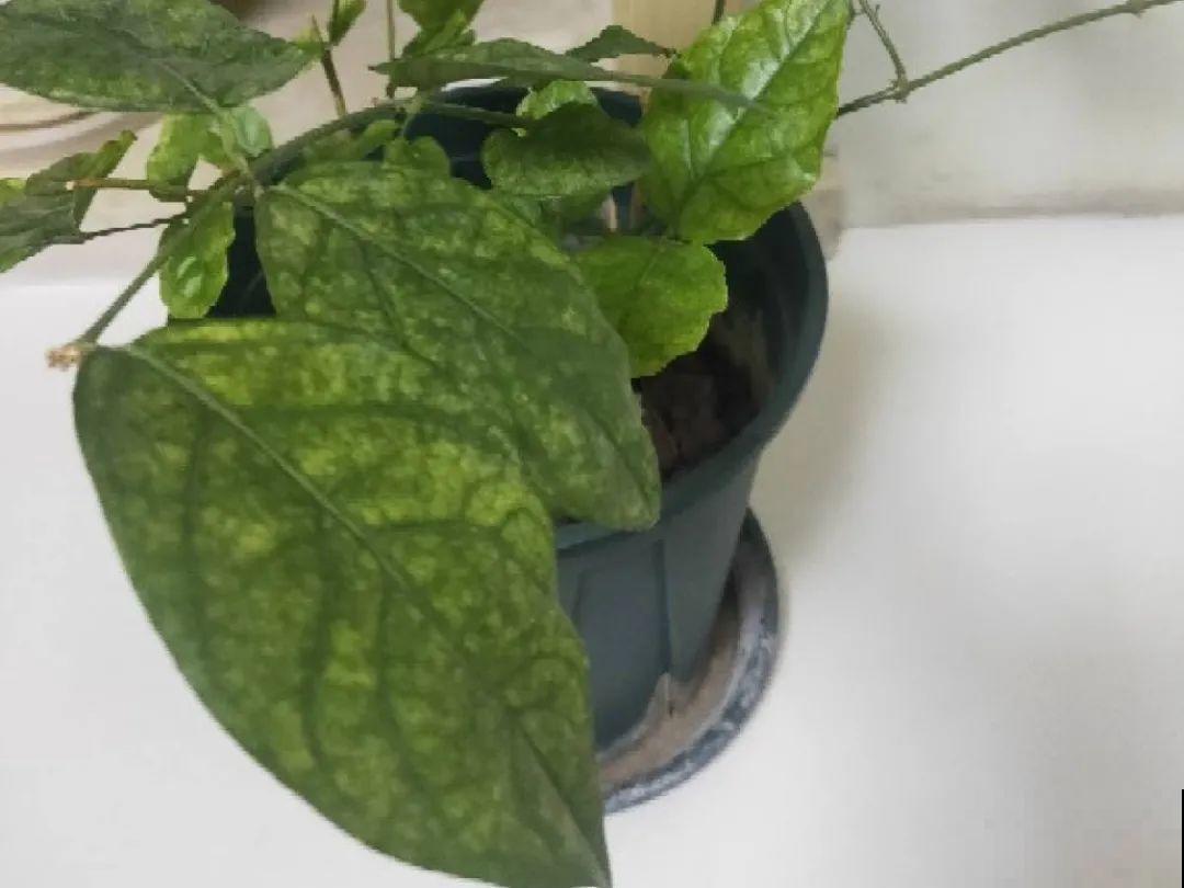 虫子再不杀，花都要死了，活不过今年！