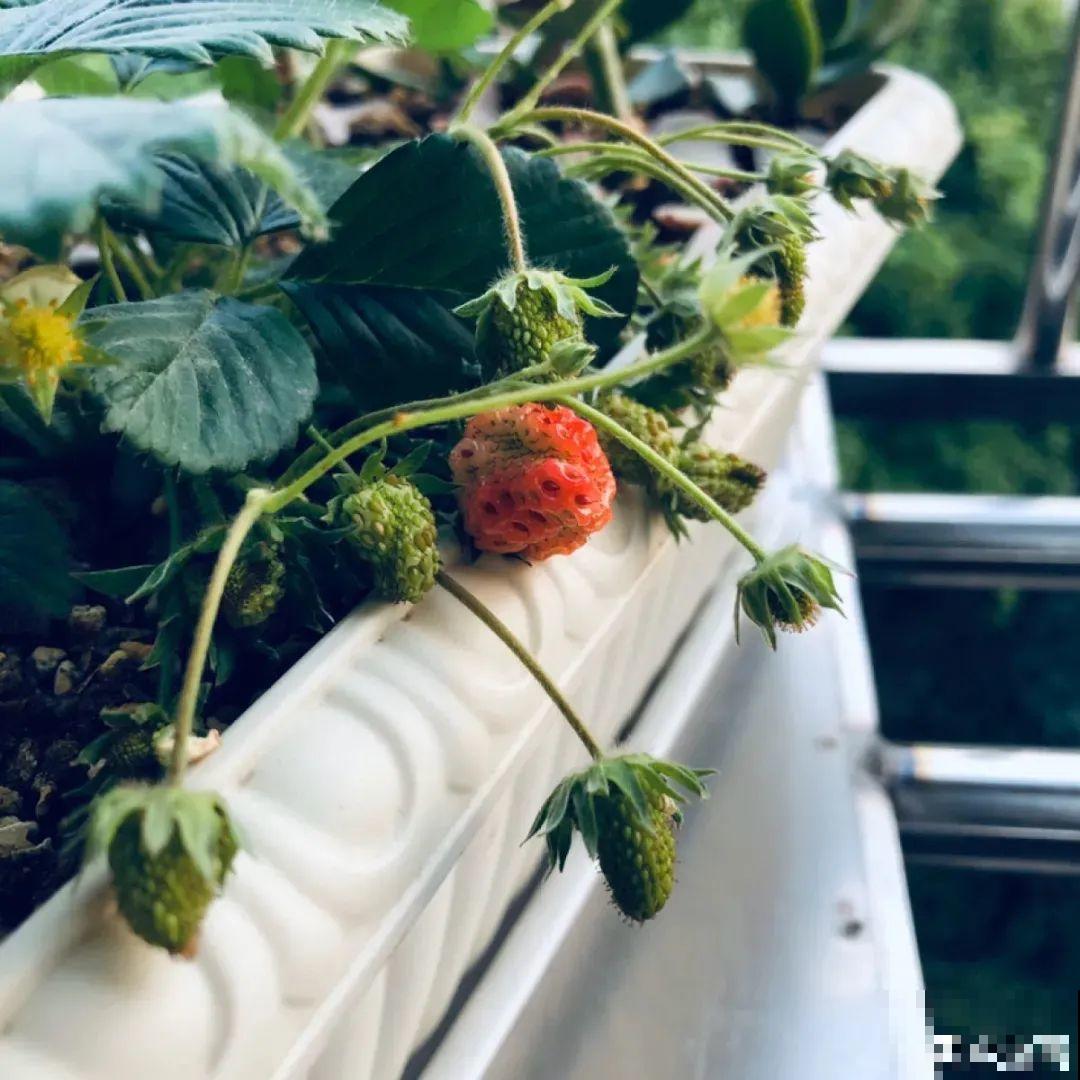 冬天养盆草莓，一盆能结不少果子，全家都够吃