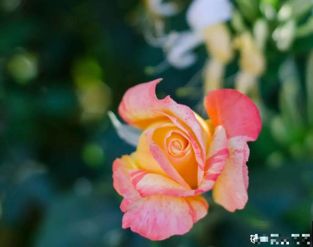 你在哪个城市，最适合养的花就是它！