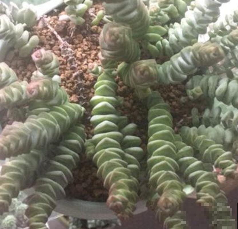 钱串秋天爱“犯病”，找准3个原因，钱串呼呼长！