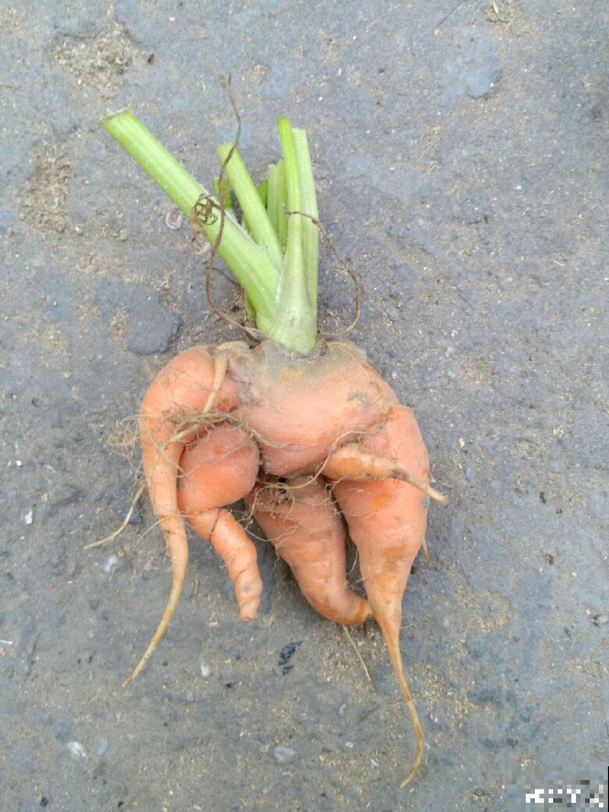 3种胡萝卜不能要，菜贩子自己都不吃，很多人还在买