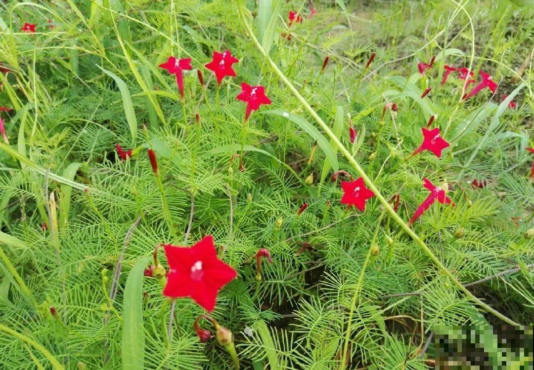 救命！入侵植物爬进院子，三年都杀不完！