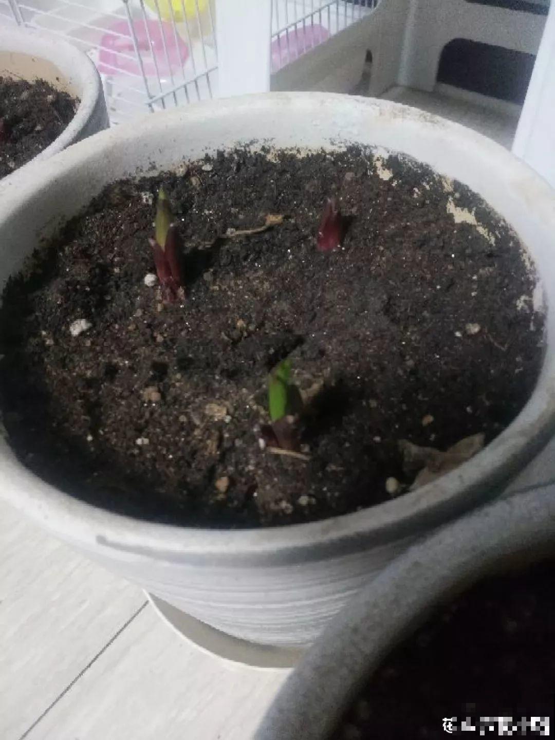 种球一直不开花,扔塑料袋里捂一捂,一周就发芽 种球一直不开花,扔塑料袋里捂一捂,一周就发芽