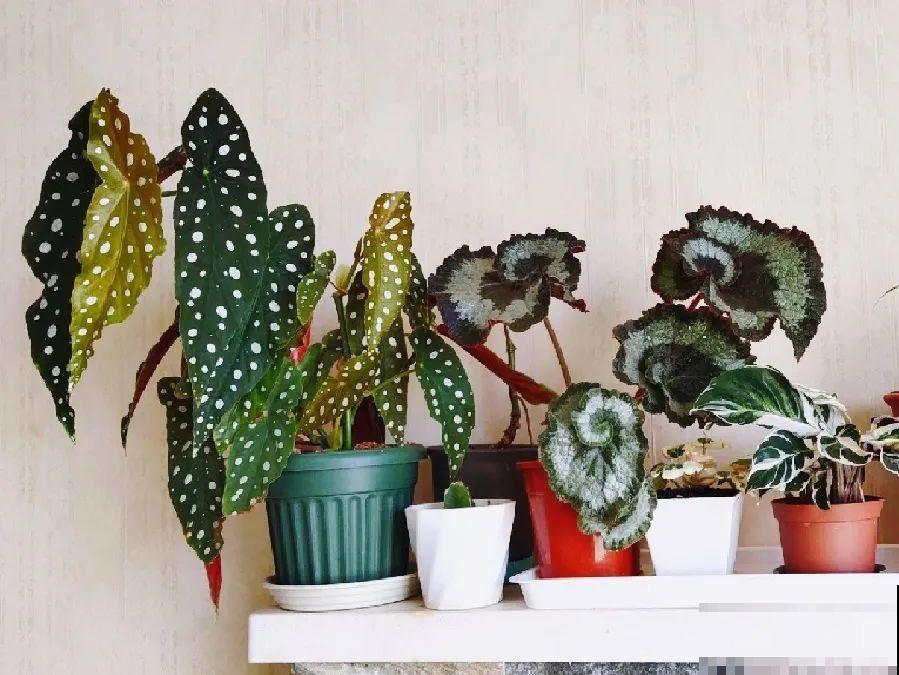 天冷了，花的叶子也能变色，一天一个样！