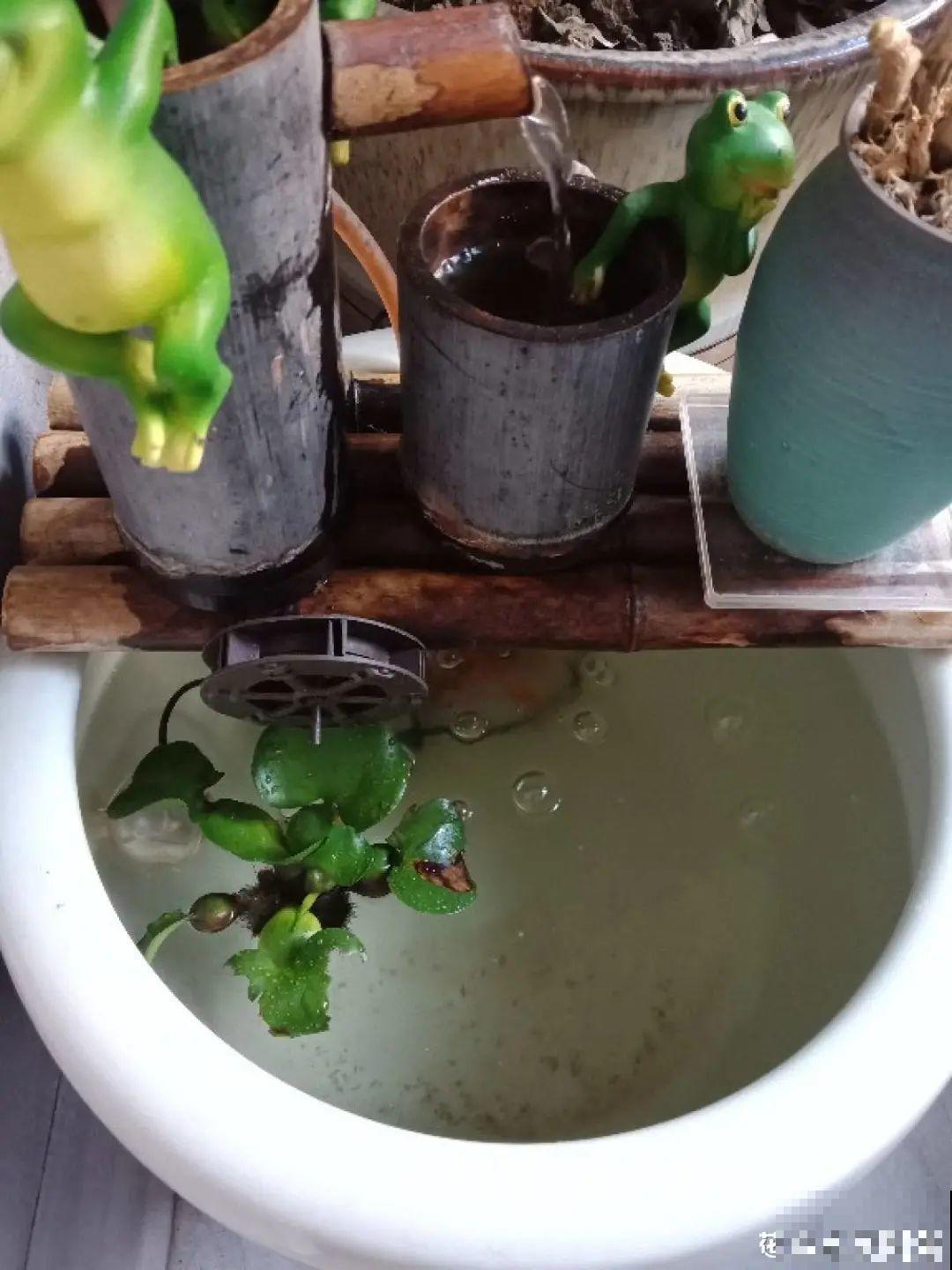 老祖宗留下来的养花谚语,真准! 老祖宗留下来的养花谚语,真准!