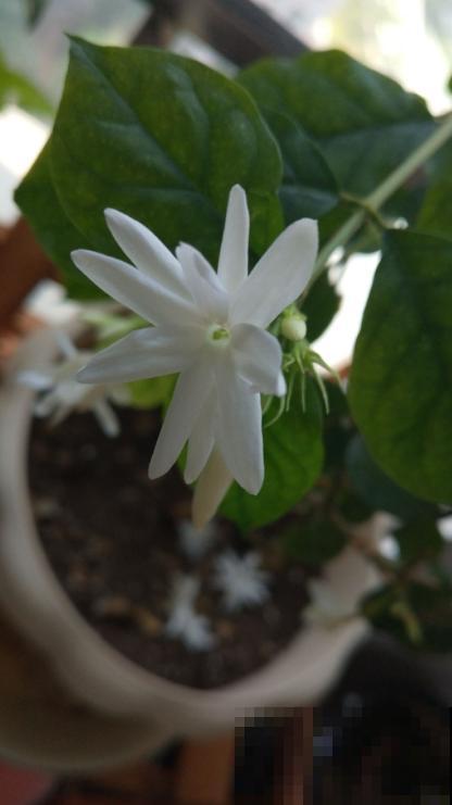 花茶不要乱配，不分清种类，一不小心就中毒啦！