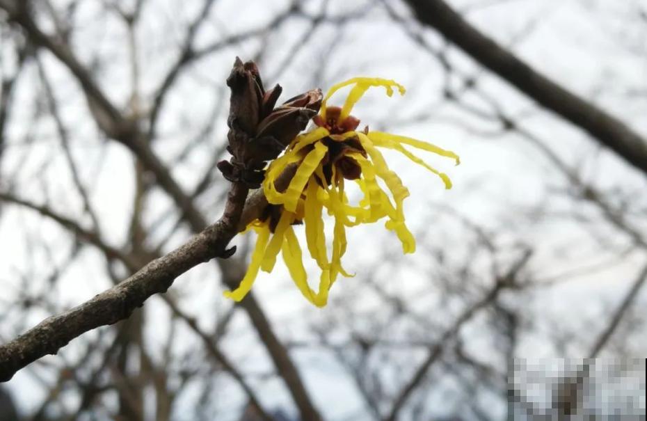 金缕梅不是梅，造型别致，美容护肤用处大！