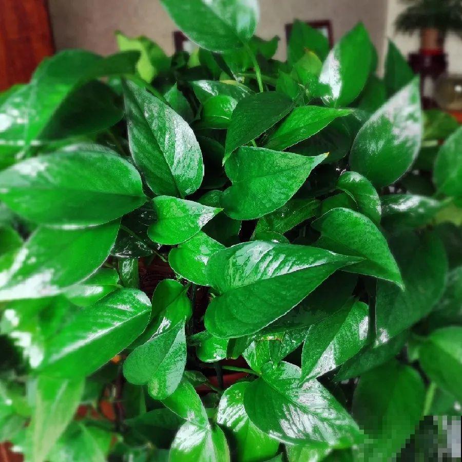 绿萝、吊兰变异了？这些品种，你未必都见过！