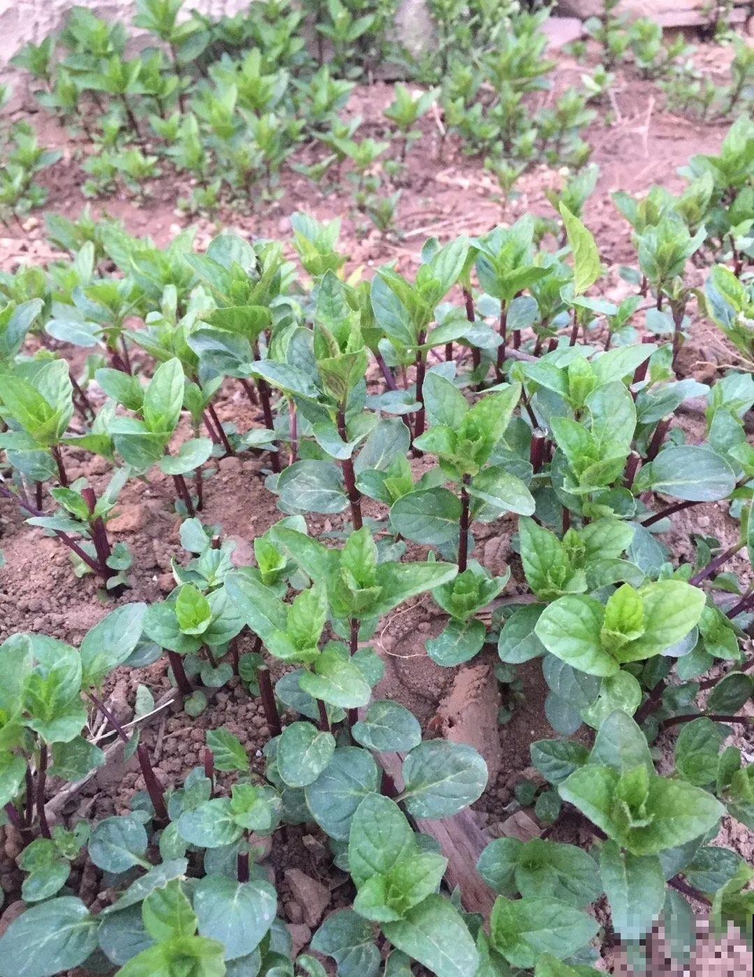 救命！入侵植物爬进院子，三年都杀不完！