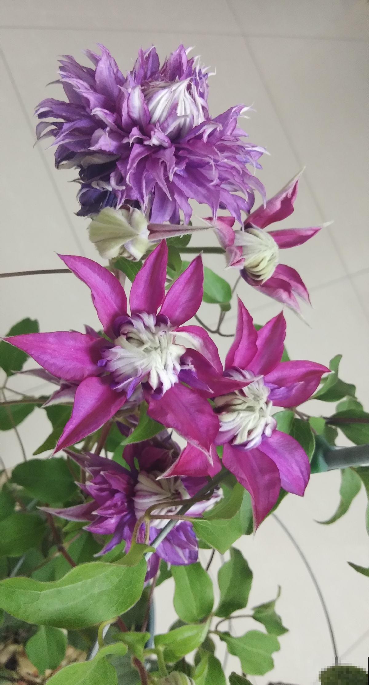 因为养花,我和家人大吵一架,怎么才能让他们接受? 因为养花,我和家人大吵一架,怎么才能让他们接受?