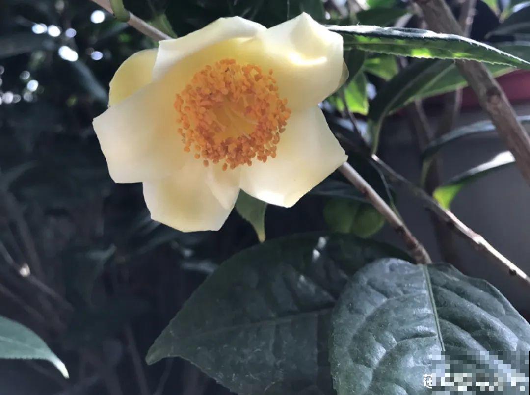 8种贵花，一盆好几百，有钱了一定要买一盆！