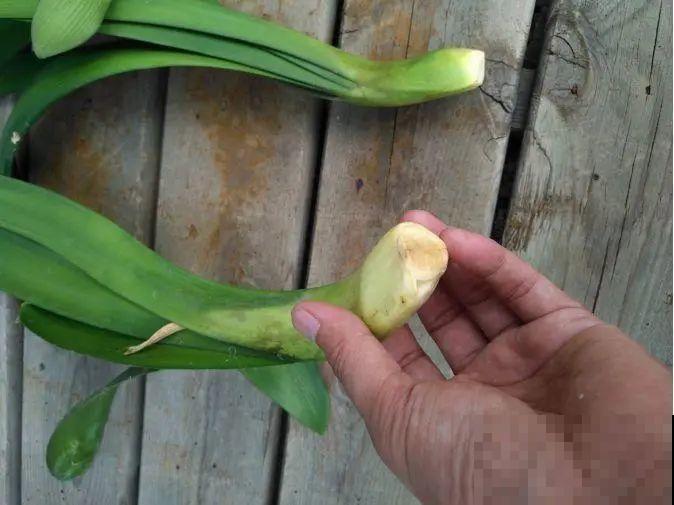 10种花少浇水，天冷容易涝根，旱一旱才长得旺