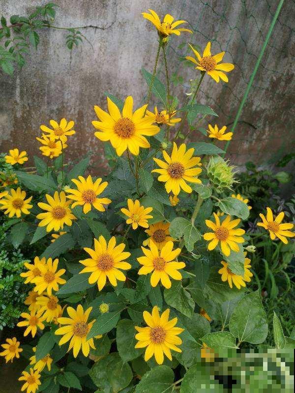 院子种花草要规划好，记住这5点，才能越养越开心