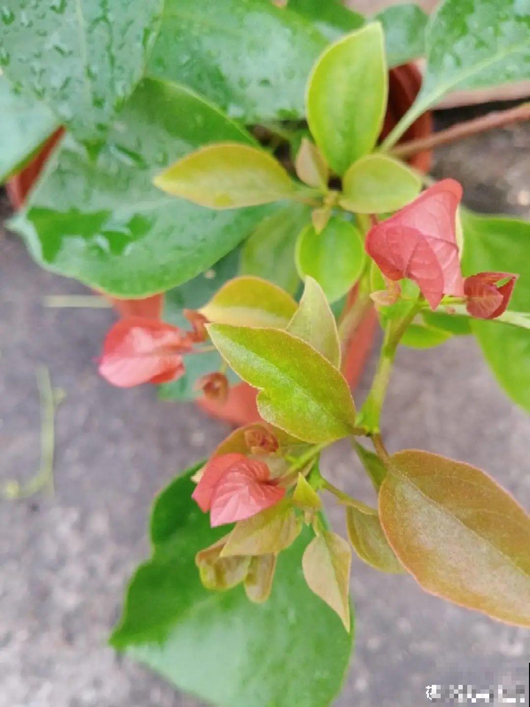 养三角梅，这几点做不对，光长叶子不开花！