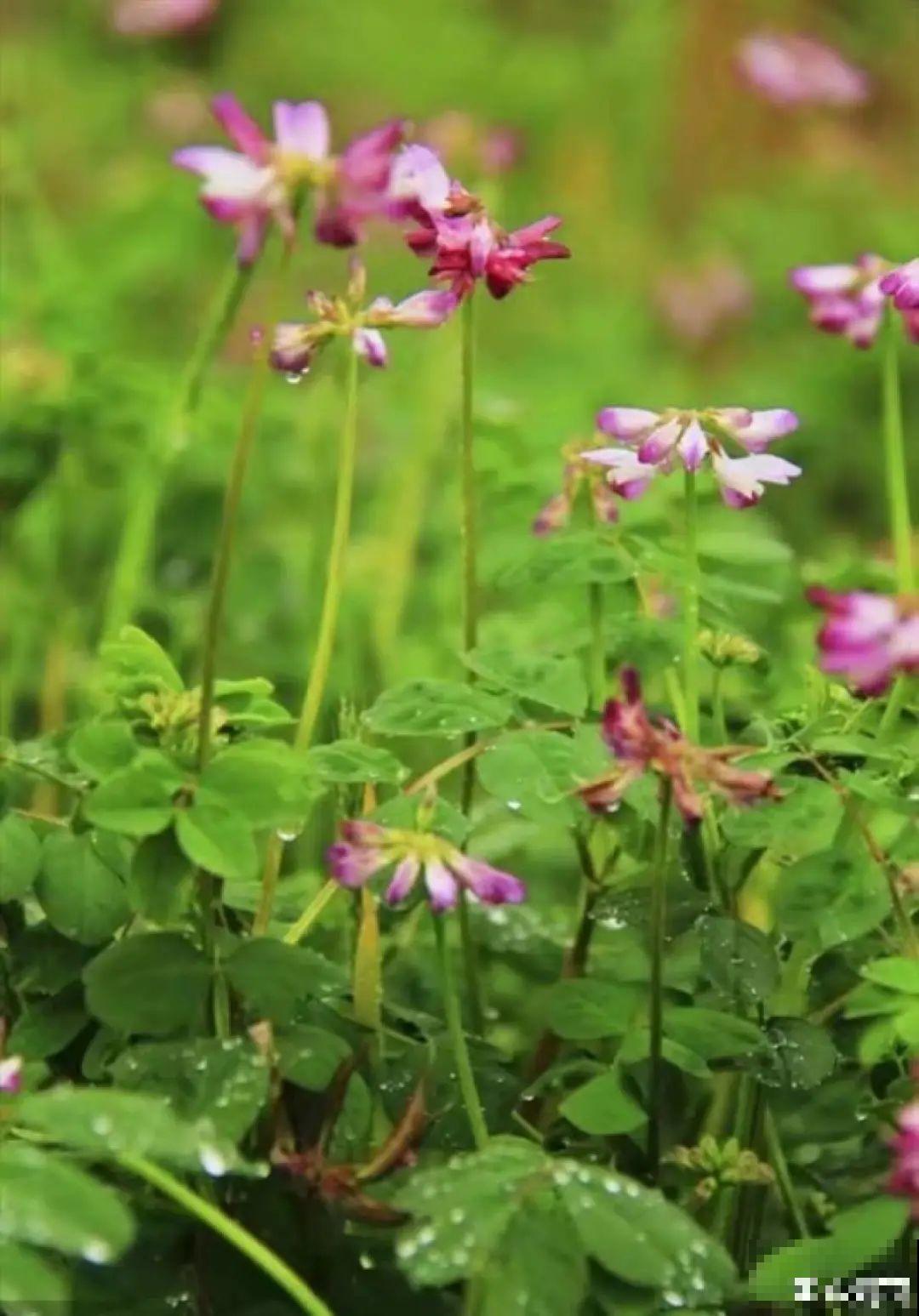 50种小时候常见的野草，现在几乎见不到了