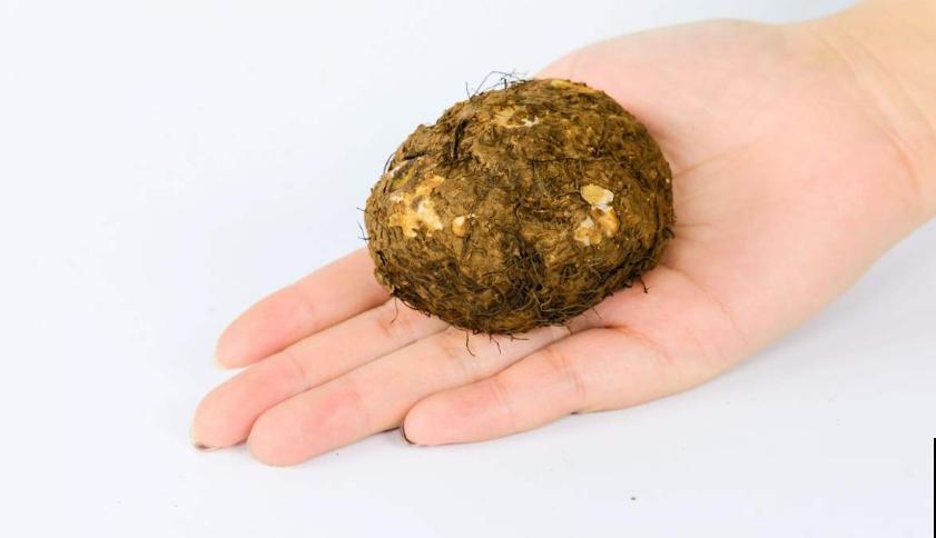 喜欢大花朵,就养球根海棠,海棠里面称“霸王”! 喜欢大花朵,就养球根海棠,海棠里面称“霸王”!