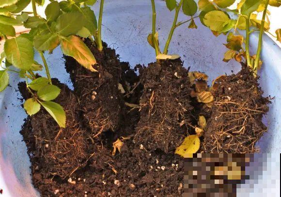 养花不能随意,一不小心就死翘翘,心太累! 养花不能随意,一不小心就死翘翘,心太累!