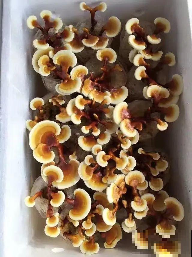 白菜在家养了8年,养成了老桩,长得可旺盛! 白菜在家养了8年,养成了老桩,长得可旺盛!