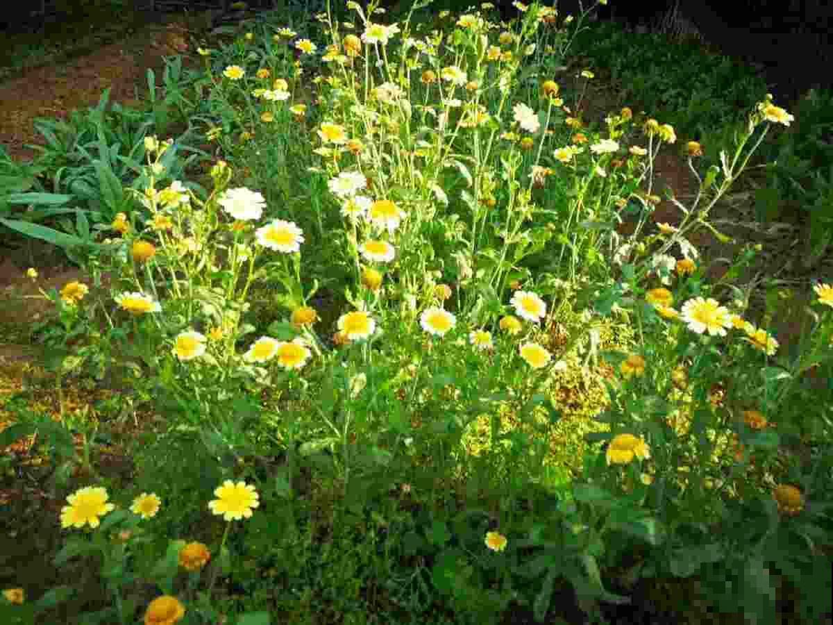 4种菜在家就能种，一茬一茬长不停，安全又放心