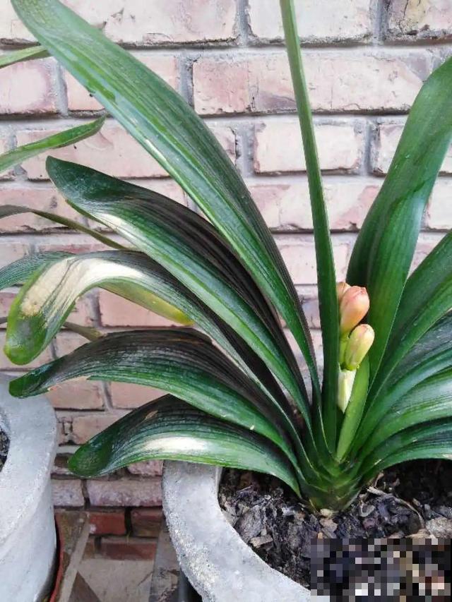 朱顶红放家里总是养不好，丢路边反而疯长一大片，扎心！