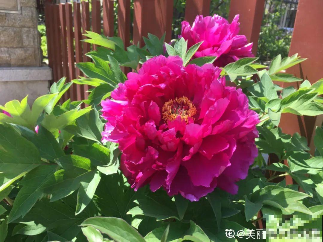 再穷也要养长寿花，寓意好、开花美，养人又养家！