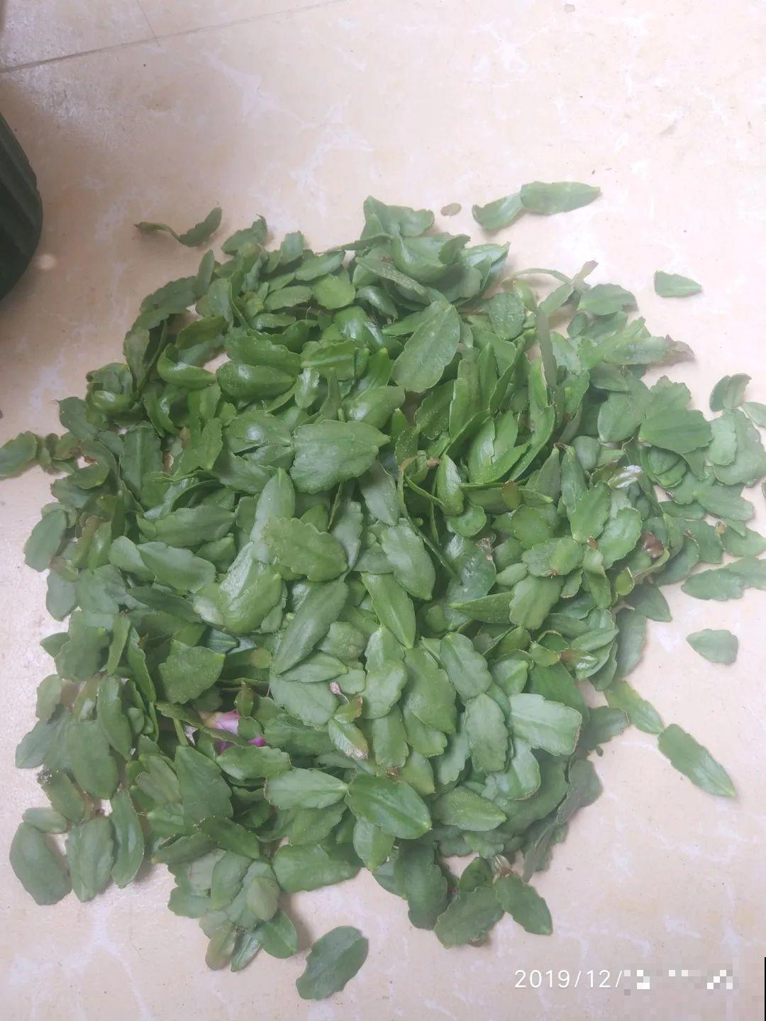 长寿总是不开花，黑塑料袋一套，立马咕噜噜冒花苞！