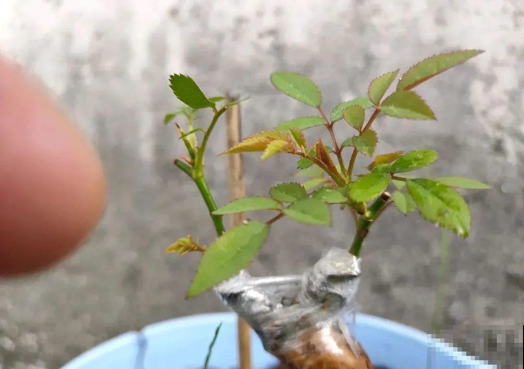 这种花就欠“拽”，没事拽拽根，变成老桩美到爆！
