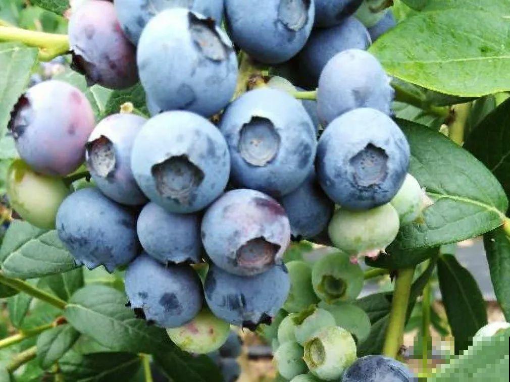 现在开始埋冬肥了,月季补一补,明年满枝爆花! 现在开始埋冬肥了,月季补一补,明年满枝爆花!