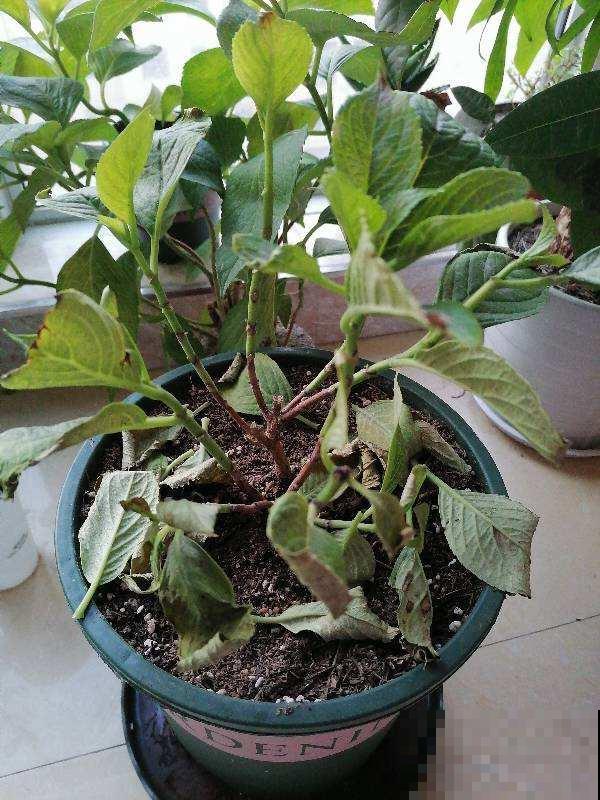 3种花冬天会“假死”，千万别丢掉，明天春天照样活！