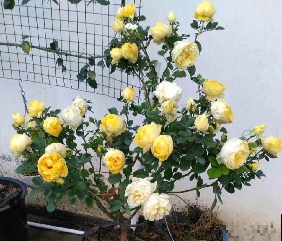 给月季修剪有讲究，不能乱剪，剪坏了开不出花惨兮兮！