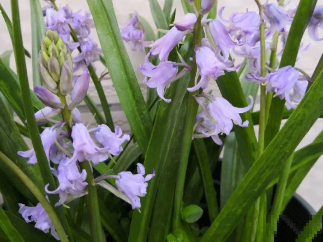 50种冬天开花植物,天冷了,照样冒花苞! 50种冬天开花植物,天冷了,照样冒花苞!