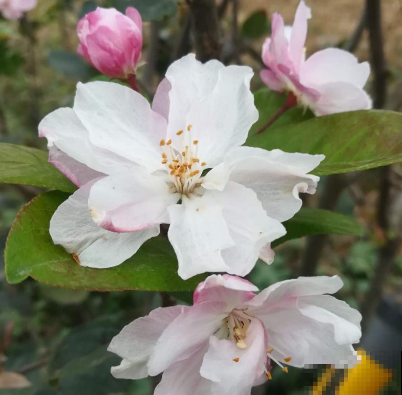 家中养棵西府海棠，赏花吃果，岂不美哉！