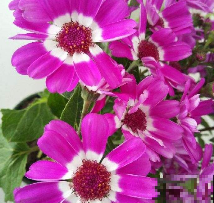 瓜叶菊挺好养，不怕冷也不怕热，怎么造都能活！