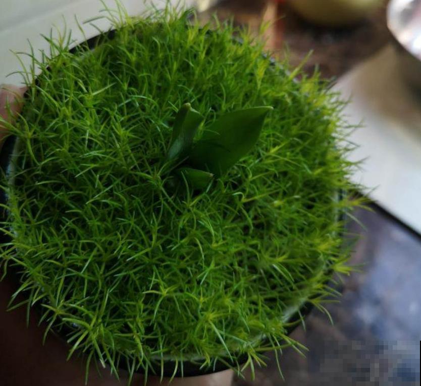 爱尔兰苔藓和苔藓长得像，不一样，搞错闹笑话！