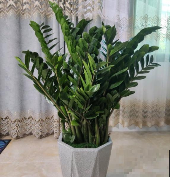 养这几种花,摘下一片叶就能扦插,变成一整盆! 养这几种花,摘下一片叶就能扦插,变成一整盆!