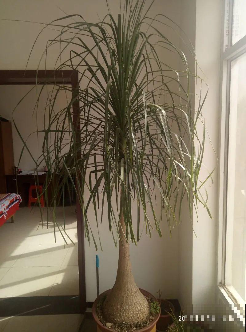 6种花特耐寒，断水两个月，也能正常生长