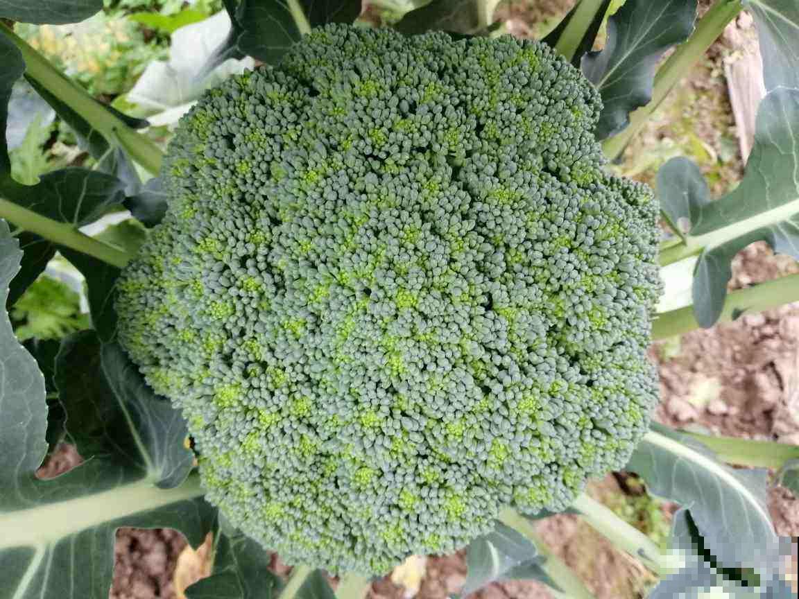 水里加点料，西兰花浸泡10分钟，脏东西都跑出来了