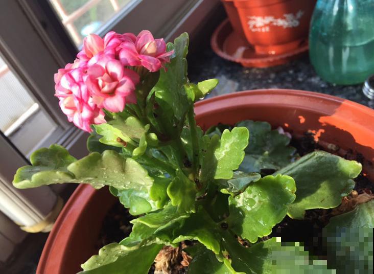 挖勺小苏打泡水里，植株上喷一喷，轻松治病害！