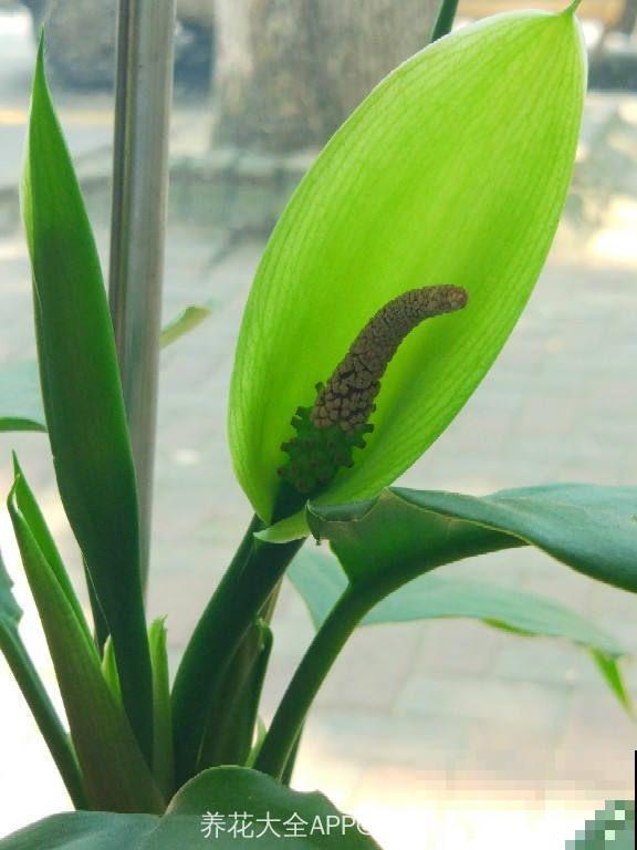 家里养了猫咪，这6种花不能在家养，不然惹来大麻烦！