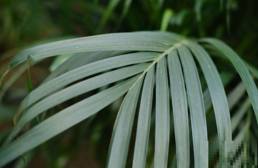 这2种大型绿植,秋天入手,整年无忧,好看! 这2种大型绿植,秋天入手,整年无忧,好看!