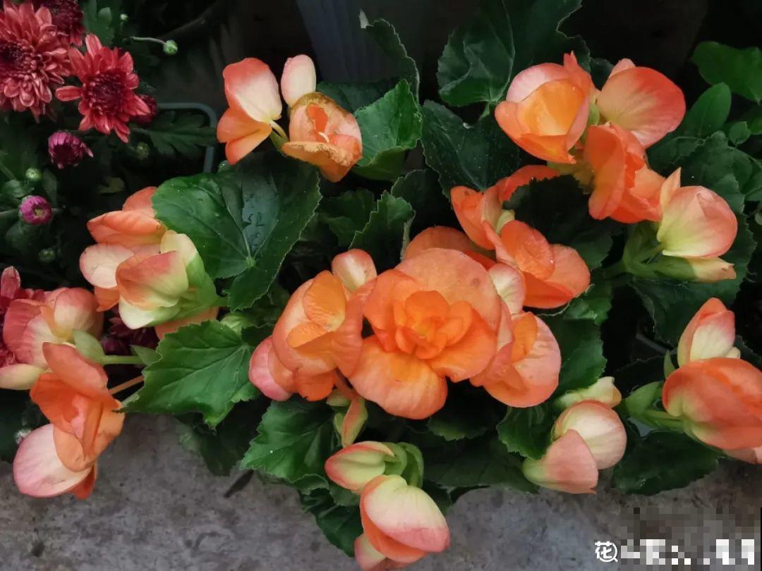 秋天特难养的花，养不活难受，还惹一肚子气！