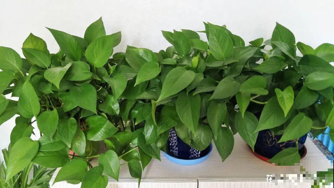 家里养盆它,变成绿色小森林,净化空气变氧吧! 家里养盆它,变成绿色小森林,净化空气变氧吧!