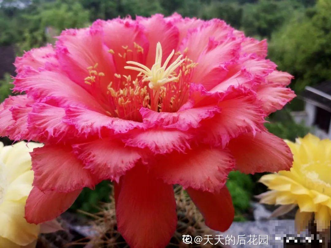 想省心就养这些花,没有病虫害,就爱开花! 想省心就养这些花,没有病虫害,就爱开花!