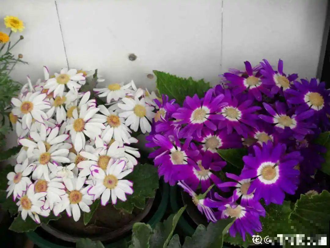 50种冬天开花植物,天冷了,照样冒花苞! 50种冬天开花植物,天冷了,照样冒花苞!