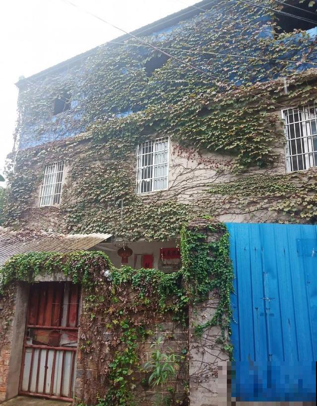 爬山虎不能随便养,爬满墙后特潮湿,还可能破坏墙体! 爬山虎不能随便养,爬满墙后特潮湿,还可能破坏墙体!