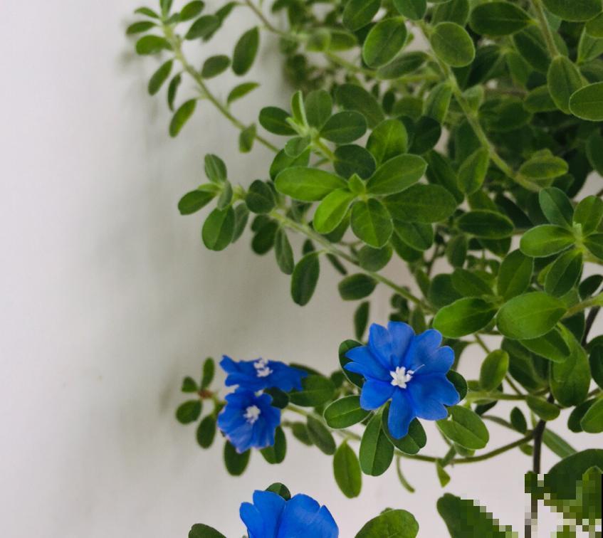 特励志的蓝星花，花朵只开一天，花期是一年！